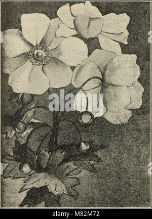 Catalogo di piccoli frutti hardy perenni, cespugli di rose, vigne, dalie, hedge piante, alberi sempreverdi, giardino radici, etc. con illustrazioni e commenti (1912) (20388014610) Foto Stock