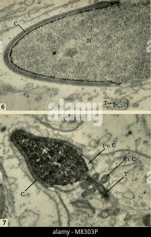 Ciba Foundation colloqui sull'invecchiamento (1956) (20422727458) Foto Stock