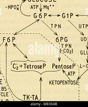 Ciba Foundation Symposium sul regolamento del metabolismo cellulare (1959) (20423019010) Foto Stock