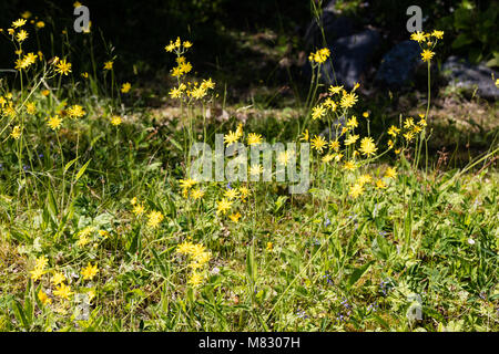 Hawkweed comune, Hagfibbla (Hieracium lachenalii) Foto Stock