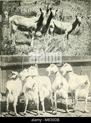 Case di città del paese corsie; filosofia e pratica della home-in-un-giardino (1921) (14767324014) Foto Stock