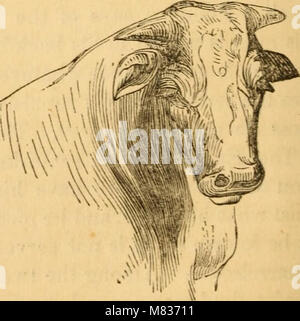 Fisionomia di confronto; o, esempi tra uomini e animali (1852) (14801746193) Foto Stock