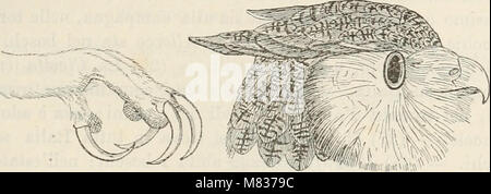 Compendio della fauna italiana. Descrizione elementare Degli Animali pite originali (1885) (20484199259) Foto Stock