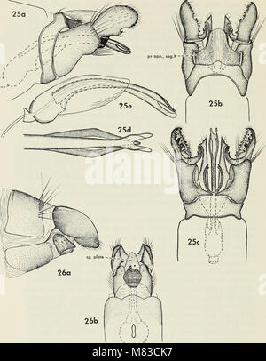 Contributi per la sistematica della famiglia caddisfly Limnephilidae (tricotteri) HO (1973) (20070253583) Foto Stock