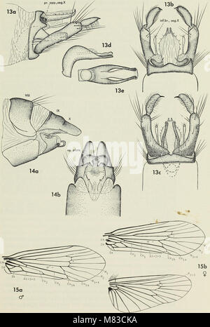 Contributi per la sistematica della famiglia caddisfly Limnephilidae (tricotteri) HO (1973) (20503198058) Foto Stock