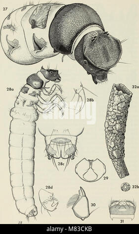 Questo studio fornisce un'analisi approfondita della famiglia dei caddisfly Limnephilidae, offrendo contributi alla sistematica e alla classificazione di questo gruppo di trichopteri. Foto Stock
