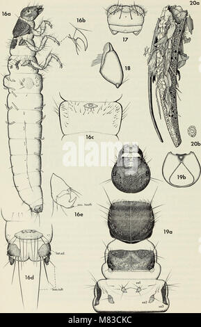 Questo studio del 1973 contribuisce alla sistematica della famiglia dei caddisfly Limnephilidae, fornendo un'analisi approfondita della classificazione delle specie, del comportamento e del ruolo ecologico di questi insetti acquatici in ambienti di acqua dolce. Foto Stock