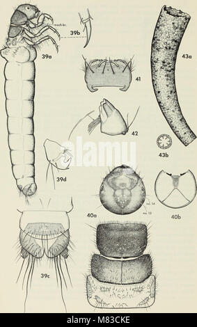 Contributi per la sistematica della famiglia caddisfly Limnephilidae (tricotteri) HO (1973) (20697986711) Foto Stock