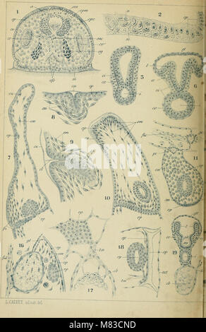 Contributo à l'histoire Naturelle des bryozoaires ectoproctes marins (1900) (20064909263) Foto Stock