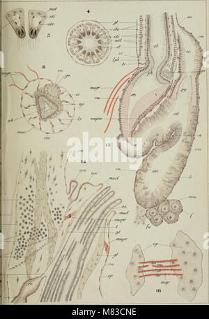 Contributo à l'histoire Naturelle des bryozoaires ectoproctes marins (1900) (20497814920) Foto Stock