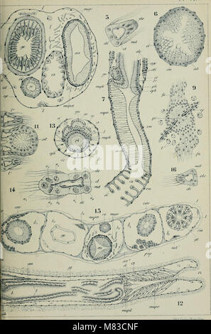 Contributo à l'histoire Naturelle des bryozoaires ectoproctes marins (1900) (20497857010) Foto Stock