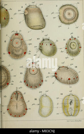 Contributo à l'histoire Naturelle des bryozoaires ectoproctes marins (1900) (20499127849) Foto Stock