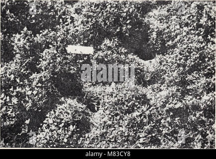 Il controllo del campo di roditori in California aziende agricole (1965) (20504129188) Foto Stock