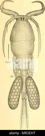 Copepod parassiti di fresco-acqua dei pesci e le loro relazioni economiche per le cozze glochidia (1916) (20077643783) Foto Stock