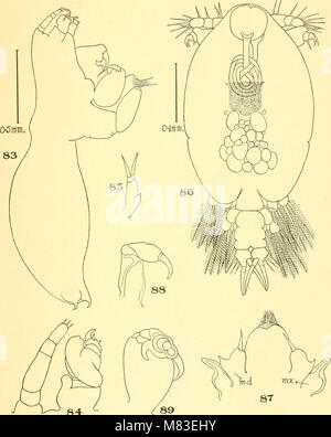 *Parassiti dei pesci d'acqua dolce e le loro relazioni economiche con Mussel Glochidia* (1916) esplorano le interazioni ecologiche ed economiche tra pesci d'acqua dolce e parassiti dei copepodi. Lo studio esamina in che modo questi parassiti influiscono sulla salute dei pesci e sulla loro relazione con la glochidia di cozze, con implicazioni per la pesca e l'acquacoltura. Foto Stock
