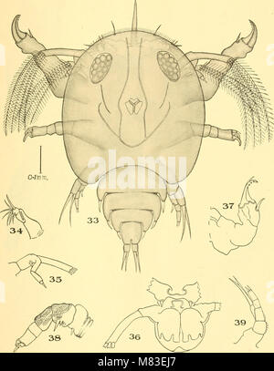 Questo studio del 1916 esplora la relazione tra i parassiti dei copepodi nei pesci di acqua dolce e la loro interazione con la glochidia delle cozze. Essa sottolinea il significato ecologico ed economico di queste interazioni per le industrie della pesca e della cozze. Foto Stock