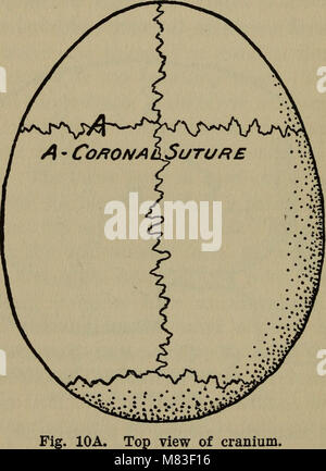 Legge cosmica; l'immortalità dell'anima e l'esistenza di Dio (1916) (14781836391) Foto Stock