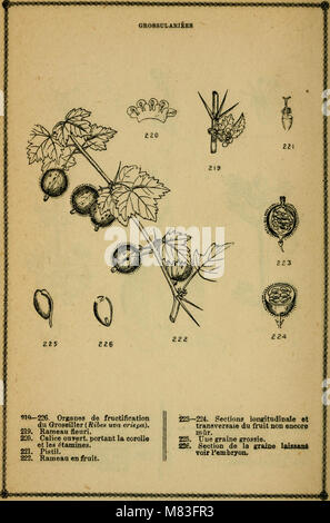 Cours élémentaire de botanique et flore du Canada à l'usage des Maisons d'Education (1871) (20515788309) Foto Stock