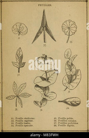 Cours elementaire de botanique et flore du Canada a l'usage des Maisons d'istruzione (1871) (20081206123) Foto Stock