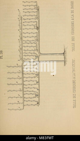 Cours pratique de la culture et de la taille des arbres fruitiers (1864) (20081613363) Foto Stock