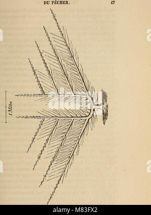 Cours pratique de la culture et de la taille des arbres fruitiers (1864) (20676293816) Foto Stock