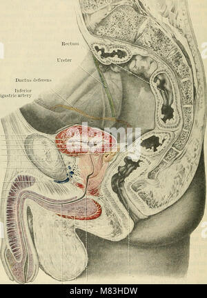 Un libro di testo medico del 1914 che copre l'anatomia umana, le sue strutture e i sistemi, utilizzato per scopi educativi in campo medico. Foto Stock