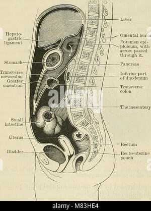 Il Text-book of Anatomy di Cunningham, pubblicato per la prima volta nel 1914, è un riferimento medico ben considerato che fornisce uno sguardo approfondito sull'anatomia umana, descrivendo dettagliatamente la struttura di ossa, muscoli e organi. È ampiamente usato nello studio della biologia umana e della medicina. Foto Stock