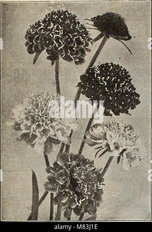 Currie's farm e annuale del giardino - primavera 1915 (1915) (14590894690) Foto Stock