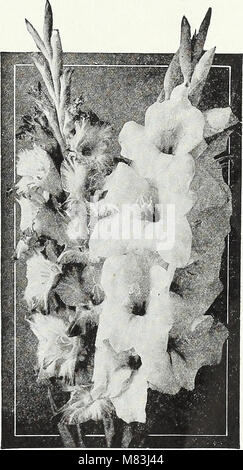 Currie's garden - annuale primavera 1936 61° anno (1936) (20818615985) Foto Stock