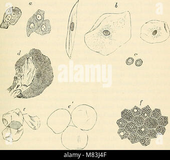 Cursus der normalen Histologie zur Einführing in den Gebrauch des Mikroskopes, sowie in das practicche Studium der Gewebelehre (1888) (20198080363) Foto Stock