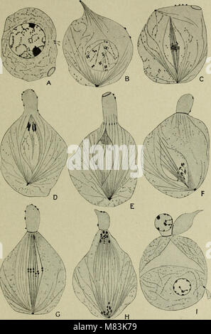 *Citologia* (1920) si concentra sullo studio delle cellule, con particolare enfasi sulla struttura e la funzione del nucleo metazoico, contribuendo alla comprensione della biologia cellulare e del suo ruolo negli organismi multicellulari. Foto Stock