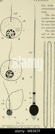 Citologia, con speciale riferimento al nucleo metazoan (1920) (20641504409) Foto Stock