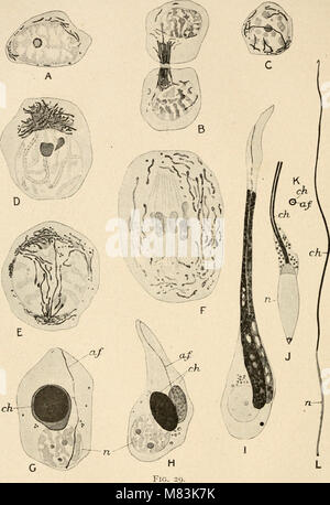 Questa pubblicazione del 1920 si concentra sulla citologia, in particolare la struttura e la funzione del nucleo metazoico, e il suo ruolo nei processi cellulari e nella genetica. Foto Stock
