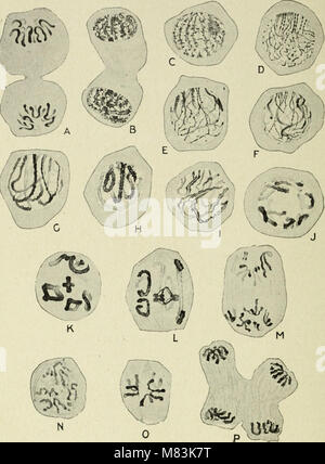 Citologia, con speciale riferimento al nucleo metazoan (1920) (20835310511) Foto Stock