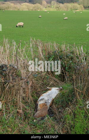 Fox morto con il gregge di pecore pascolano in background su un terreno coltivato in East Devon Foto Stock