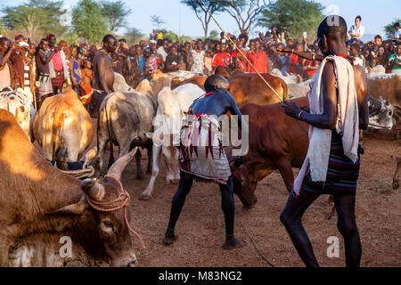 Hamar Tribesmen Preparazione di mucche per un 'proveniente dall'età' Bull Jumping cerimonia, Dimeka, Valle dell'Omo, Etiopia Foto Stock