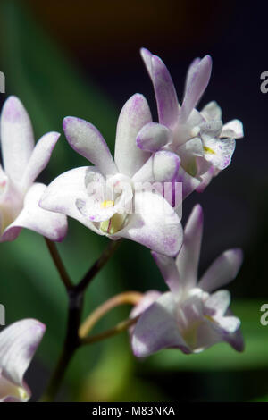 Sydney Australia, nativo di roccia rosa orchid Foto Stock