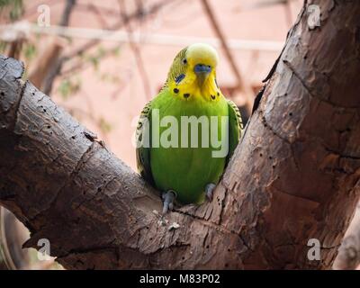 Poco budgie Foto Stock