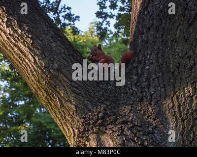 Lo scoiattolo si siede su una struttura ad albero Foto Stock