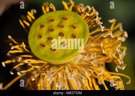 Lotus non lascia nella luce del sole Foto Stock