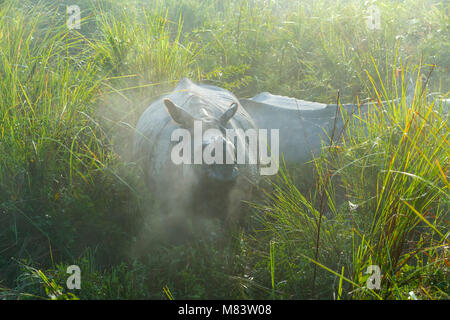 Il rinoceronte indiano (Rhinoceros unicornis) nella nebbia di mattina, il Parco Nazionale di Kaziranga, Assam, India Foto Stock
