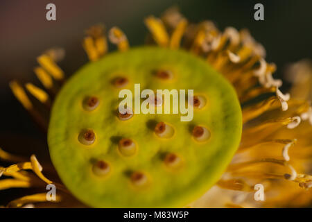 Lotus non lascia nella luce del sole Foto Stock