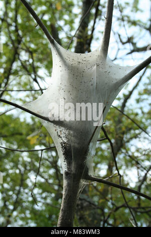 Una immagine di una Gypsy Moth nest Foto Stock