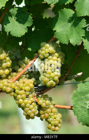 Lo chardonnay verde uva sulla vite Foto Stock