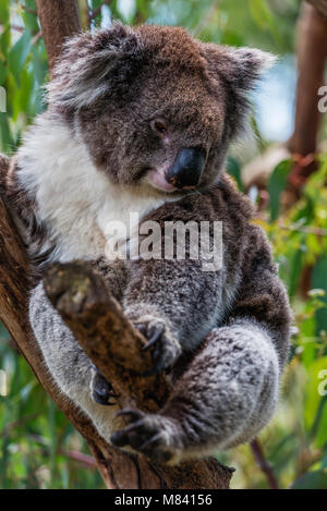 Ritratto di graziosi koala seduto in una struttura ad albero di gomma Foto Stock
