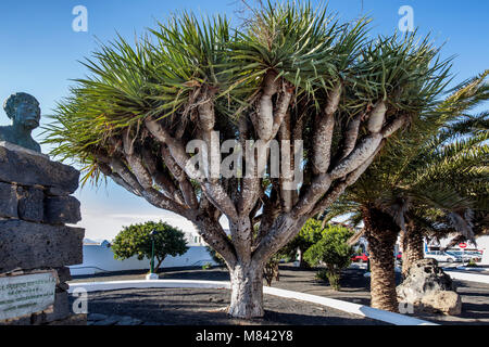 Dragon Tree, Teguise, Lanzarote Foto Stock