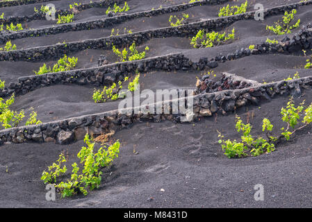 Famosi vigneti di La Geria sul suolo di origine vulcanica a Lanzarote, Isole Canarie, Spagna Foto Stock