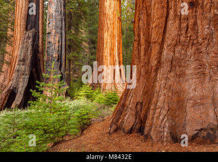 Sequoie, Mariposa Grove, il Parco Nazionale Yosemite in California Foto Stock