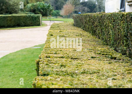 Siepe verde in un giardini formali con giardino sfocata sullo sfondo Foto Stock