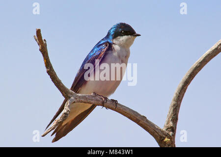 Tree Swallow (Tachycineta bicolore) ha approfittato delle case di bluebird su gran parte del Nord America. Paese Habitat-Open in prossimità di acqua, paludi, prato Foto Stock